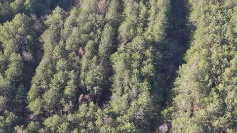 Top-down drone flight over dense green forest canopy landscape Stock Footage 323528603