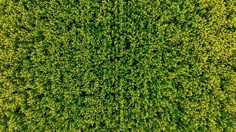 Top Down Drone Flight Over Dense Green Field With Slow Forward Motion Stock Footage 325840098