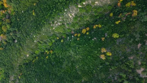 Top Down Drone Flight Over Dense Forest in Big Bear California Stock Footage 325915370
