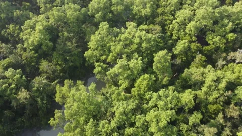 Top Down Drone Flight Over Mangrove Forest and Water Channel in the Sundarbans Video stock 327636466
