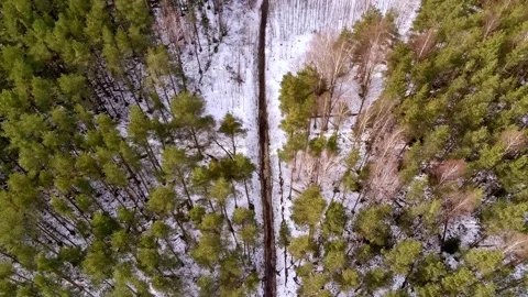 Top down drone flight over pine forest with narrow path in winter Stock Footage 331070559
