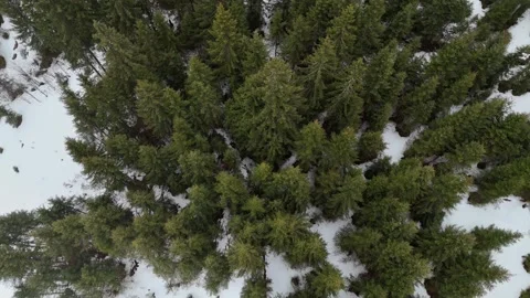 Top-Down Drone Flight Over Snow-Dusted Pine Forest in Foggy South Tyrol, Vídeo Stock 335937163