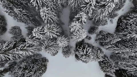 Top-Down Drone Flight Over Dense Snow-Covered Pine Forest in South Tyrol Vídeo Stock 336652450