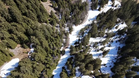 Top-Down Drone Flight Over Snow-Dominated Pine Forest in Val Ridanna, So Vídeo Stock 336775760