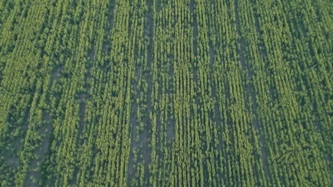 Top Down Drone Flight Over Rapeseed Field Rows 스톡 동영상 341768262