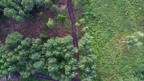 Top-down drone flight over forest and logging track in Estonia Stock Footage 343307074