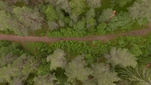 Top down drone flight over cyclist on forest path, Falun, Sweden, hazy summer. Stock Footage 347054941