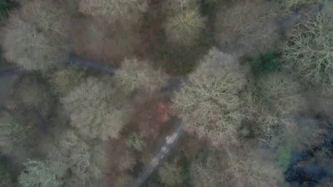 Top down drone fly over winter woodland Stock Footage 148182336