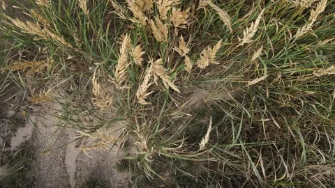 Top down Drone fly over reed grass. 스톡 동영상 239024496