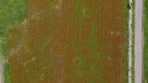 Top down Drone flying over blooming field. At right side road with cars. 動画素材 239024779