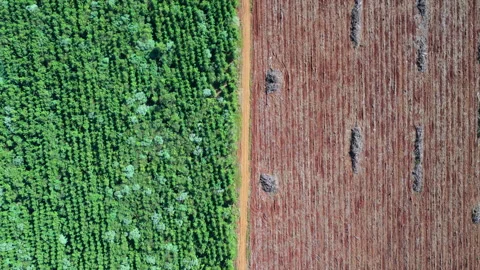 Top-down drone flyover showing commercial forest plantation beside harvested 库存影片 340918392