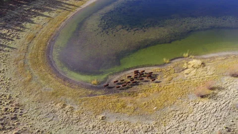 Top-Down Drone follow Shot of Hereford Cattle by Lake in Patagonia, Argentina Stock Footage 319014012