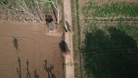 Top down drone following rural women carrying farm harvest 스톡 동영상 334591556