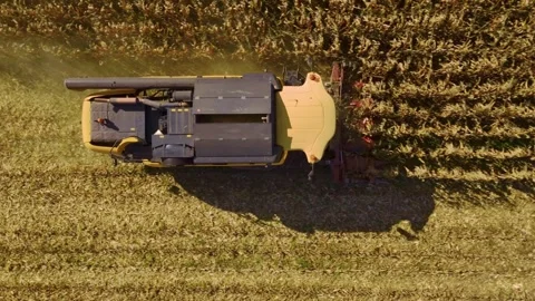 Top down drone footage of a combine harvester reaping maize Stock Footage 332869898