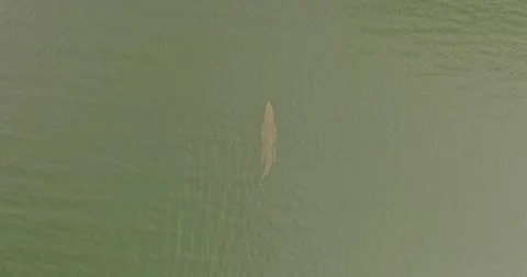 Top Down Drone Footage of Crocodile Swimming in Jawai Lagoon, Rajasthan Stock Footage 328712296