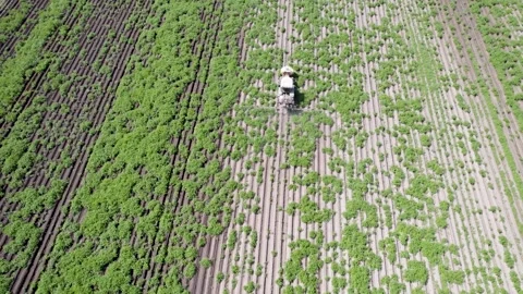 Top-down drone footage of a farmer spraying crops, an agricultural industry.. Stock-Footage 314368840
