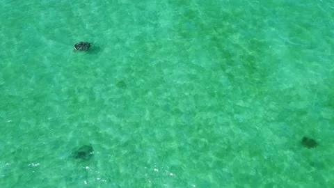 Top Down Drone Footage of Multiple Sea Turtles Feeding in Thailand Stock Footage 331224706