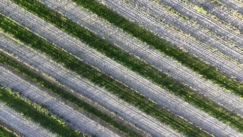 Top down drone footage of vineyard rows forming abstract agricultural patterns Stock Footage 335588495