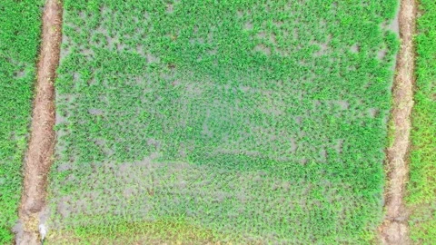 Top-down-drone-forward-rice-field-irrigation-monsoon-central-india Stock Footage 342732605