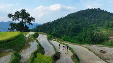 Top-down drone forward shot: Rice planting in Lang Son terraces, Vietnam Video stock 346732636
