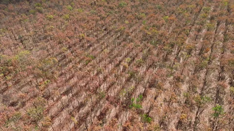 Top Down Drone Over Colorful Rubber Tree Rows Revealing Vast Plantation, Vietnam 库存影片 329914386