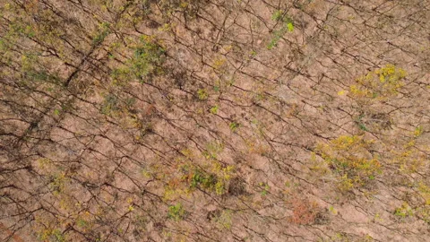 Top Down Drone Over Colorful Rubber Tree Rows, Southern Vietnam, monoculture 库存影片 329914388