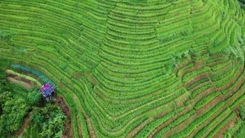 Top-down drone over lush green Longji Dragon Backbone Rice Terraces in summer, Stock Footage 341871309