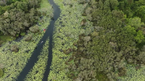 Top Down Drone Over Mangrove Channel with Boat in Phuket Vídeos de archivo 334246570