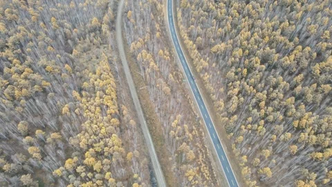 Top Down Drone Over Winding Forest Road Autumn Greater Khingan Mountains Video stock 330457262