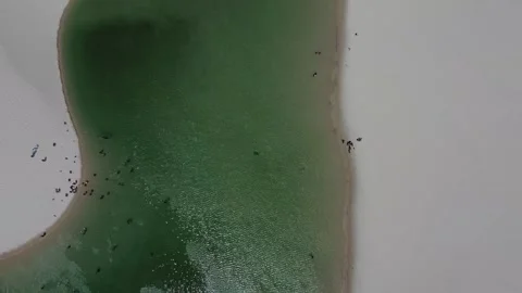 Top down drone pan-out revealing scale of lagoon at Lençóis Maranhenses Video stock 328190207