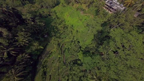 Top Down Drone Perspective Revealing Dense Tropical Forest and Terraced Rice Fie Stock Footage 336646056