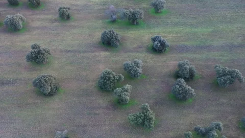 Top Down Drone Pull Back Over Oak Trees in Winter Farmland Stock Footage 328014345