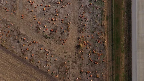 Top-Down Drone Reveal of Pumpkin Patch in Autumn Video stock 325776928