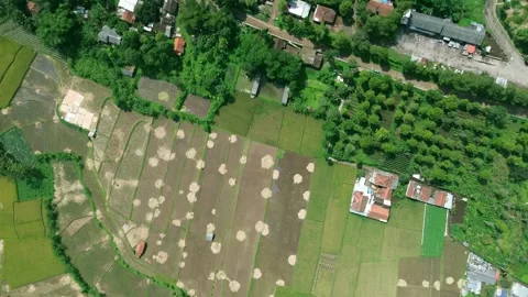 Top Down Drone Reveal from Rice Fields to Mountain View from Hilltop Stock Footage 309988094