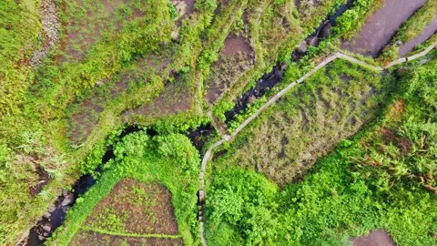 Top Down Drone Rising Above Batad Rice Terraces Revealing Scenic Patterns 動画素材 333012483