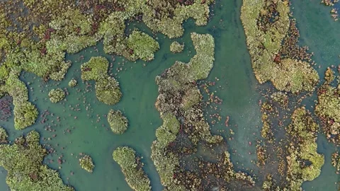 Top Down Drone Shot of an Abstract Pattern in a Colorful Wetland Stock Footage 317078828