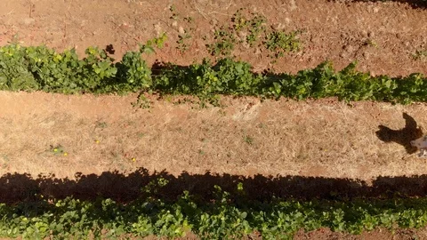 A top down drone shot of an attractive young brunette woman in a white summer Stock Footage 115284460