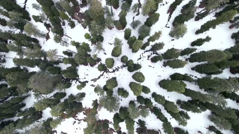Top-down drone shot of beautiful deodar trees with snow covered on the ground. Stock Footage 202593880