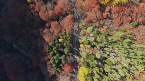 Top-down drone shot capturing a unique colorful forest with different trees in Stock Footage 323376107