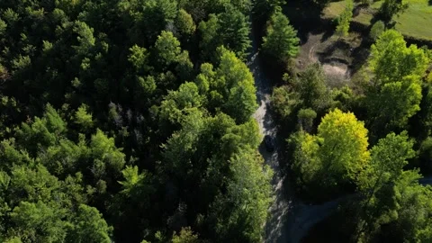 Top-Down Drone Shot of a Car Driving a Forest Road Vídeos de archivo 338324495