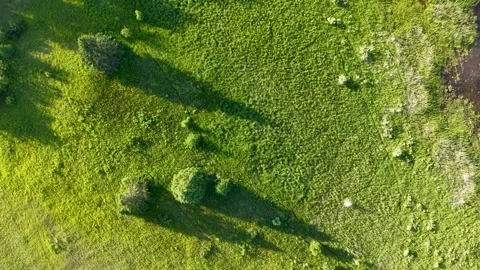 Top down drone shot centers on an isolated shrub casting a long evening shadow Stock Footage 343801892