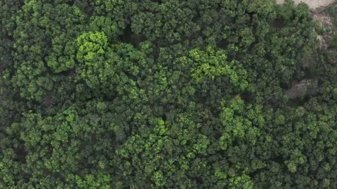 Top Down Drone Shot Dense Mango Plantation Rahimabad Uttar Pradesh India Stock Footage 327781552