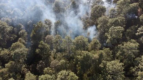 Top Down Drone Shot of Dense Smoke Drifting Through Pine Forest Stock Photos