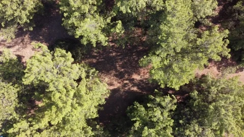 Top Down Drone Shot Descending Into a Dense Green Forest Canopy Stock Footage 162819564