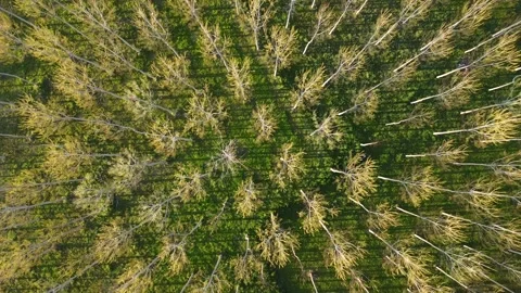 Top down drone shot descending over forest trees aerial nature pattern Stock Footage 331685558