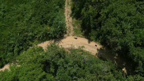 Top Down Drone Shot Descending Above Sheep on Curved Forest Road in Serbia 스톡 동영상 332680688