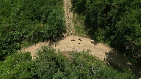 Top Down Drone Shot Descending Above Sheep on Curved Forest Road in Serbia 库存影片 332680725