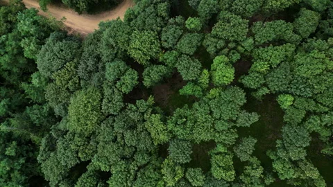Top Down Drone Shot Descending Over Forest on Bukovik Mountain Serbia 스톡 동영상 333144615