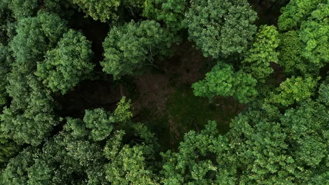 Top Down Drone Shot Descending Over Dense Forest on Bukovik Mountain Serbia 스톡 동영상 333147043