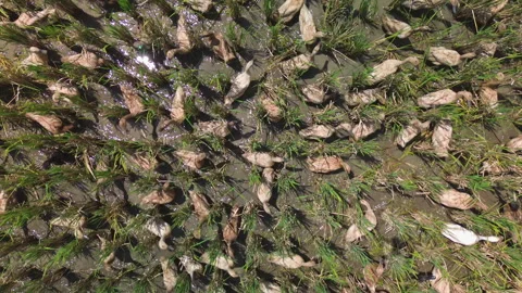 Top-down drone shot of ducks grazing in rice fields, Bali, Indonesia Stock Footage 324035463